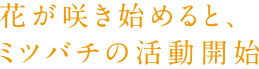 花が咲き始めると、ミツバチの活動開始