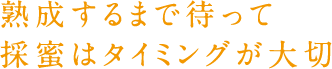 熟成するまで待って採蜜はタイミングが大切