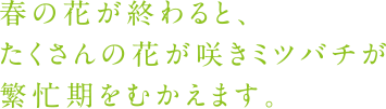 春の花が終わると、たくさんの花が咲きミツバチが繁忙期をむかえます。